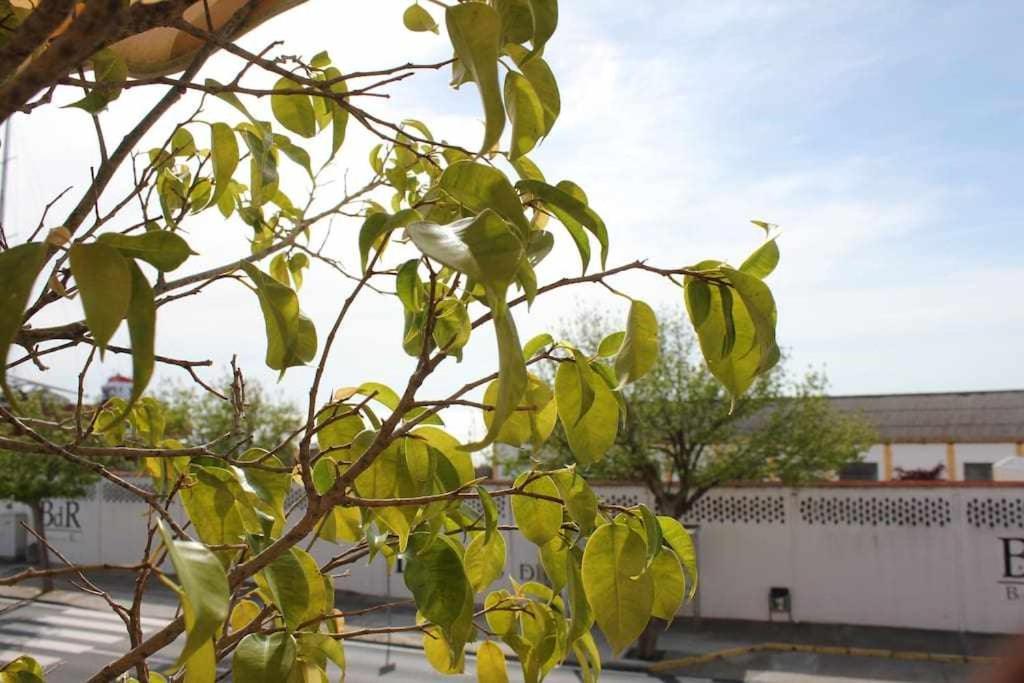 Monkeys Apartments Sanlucar Beach Relax Sanlucar de Barrameda Exterior photo